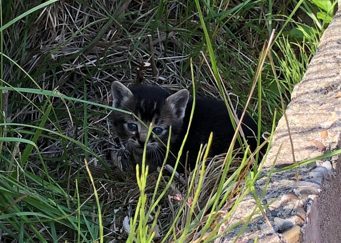 R7_子猫を発見