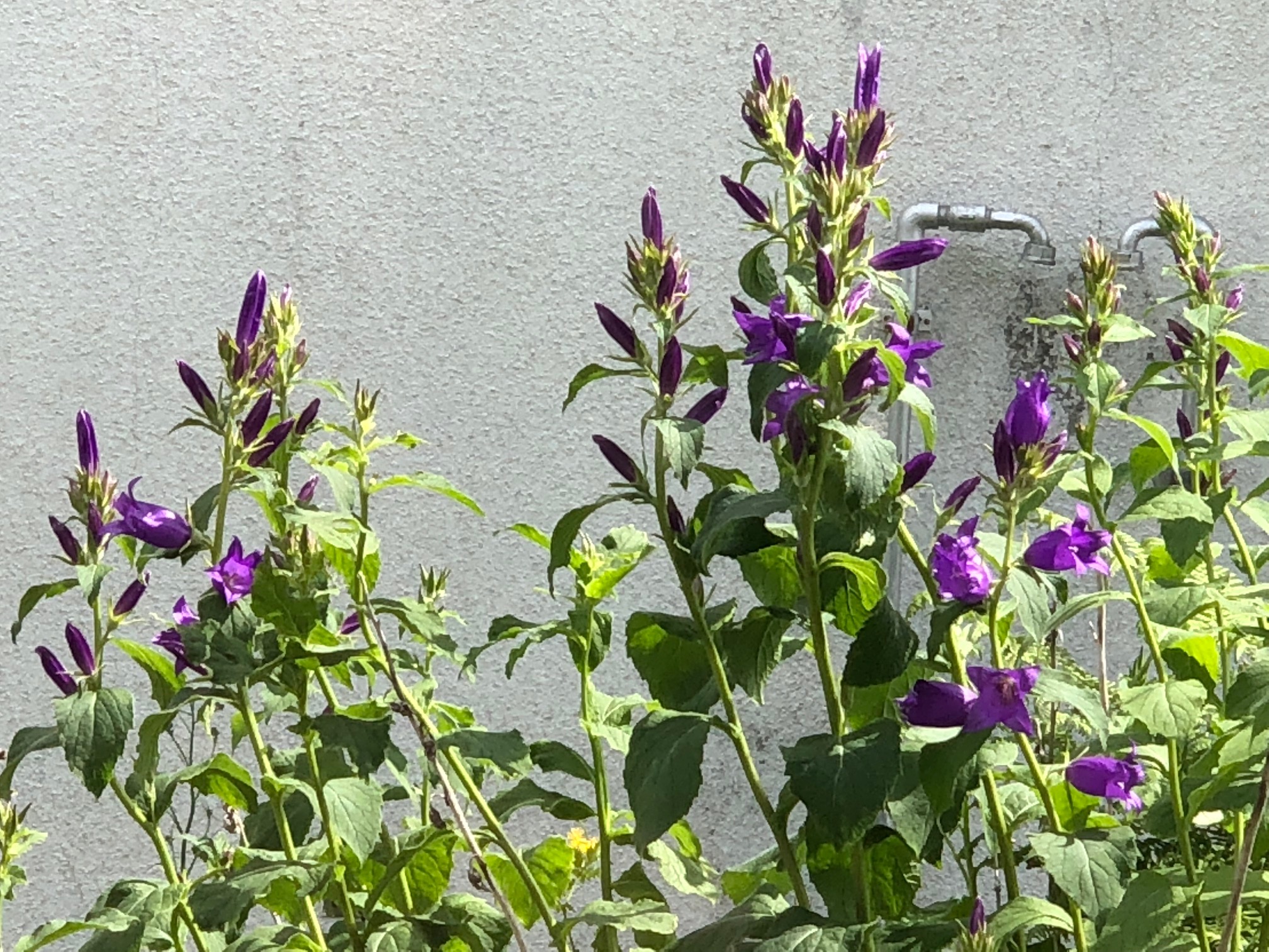 庭の花