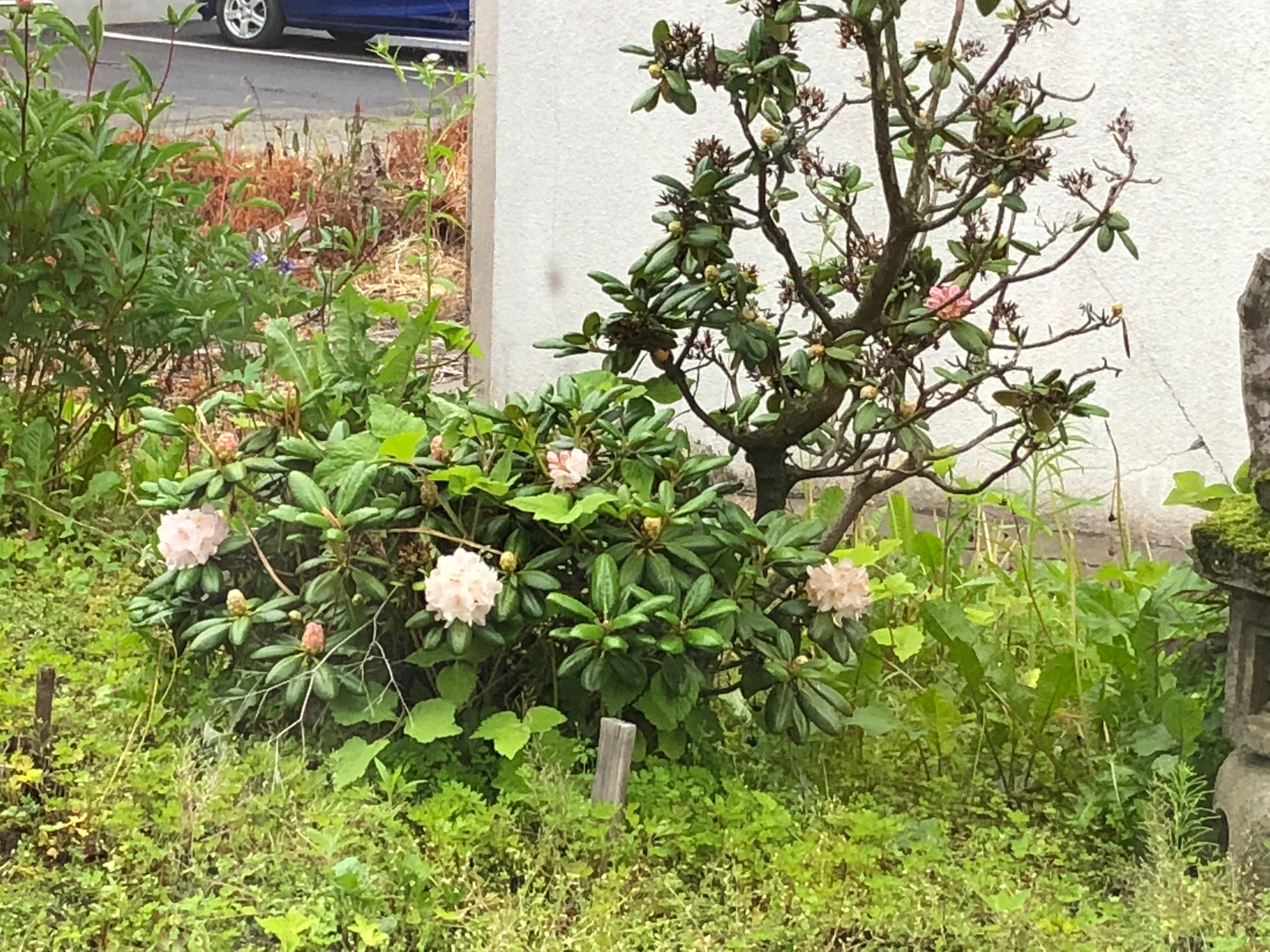 今日の庭の花＠さくら塾