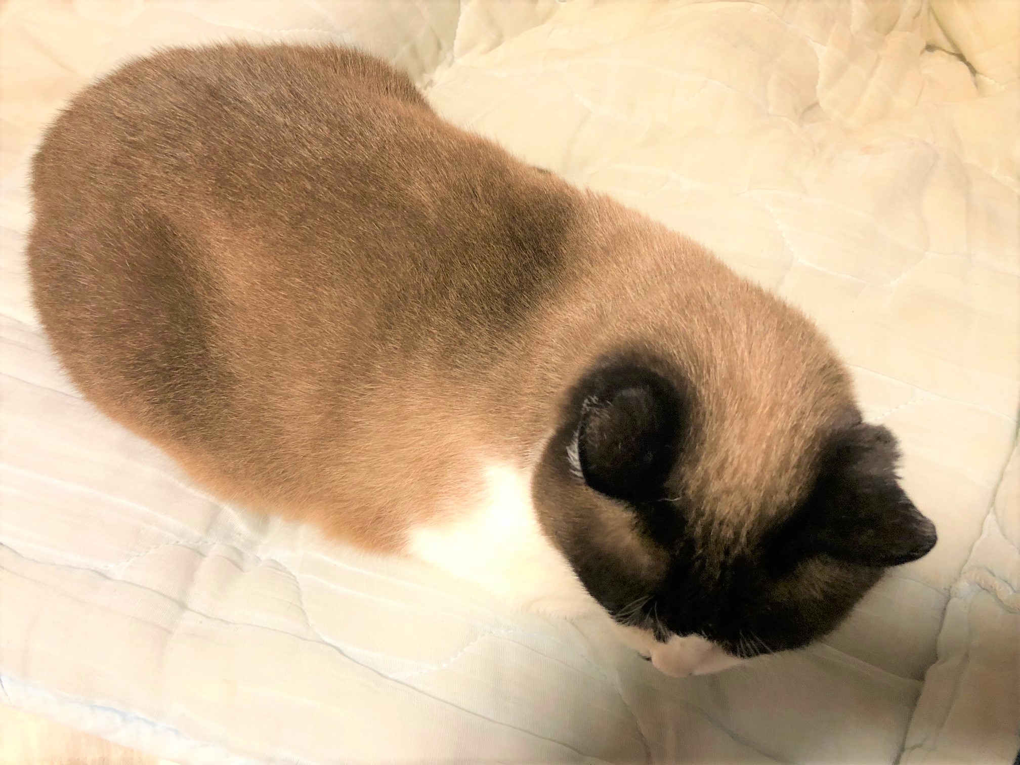 さくら塾＠ねこ