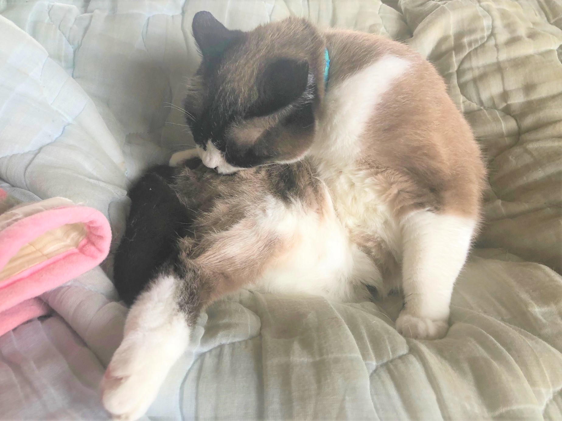 ８月１２日のねこ