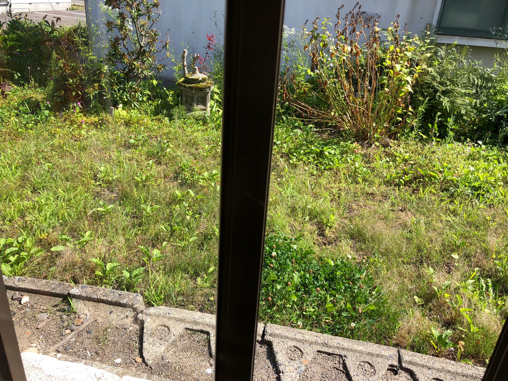 雑草 Aug. 5th, 2018