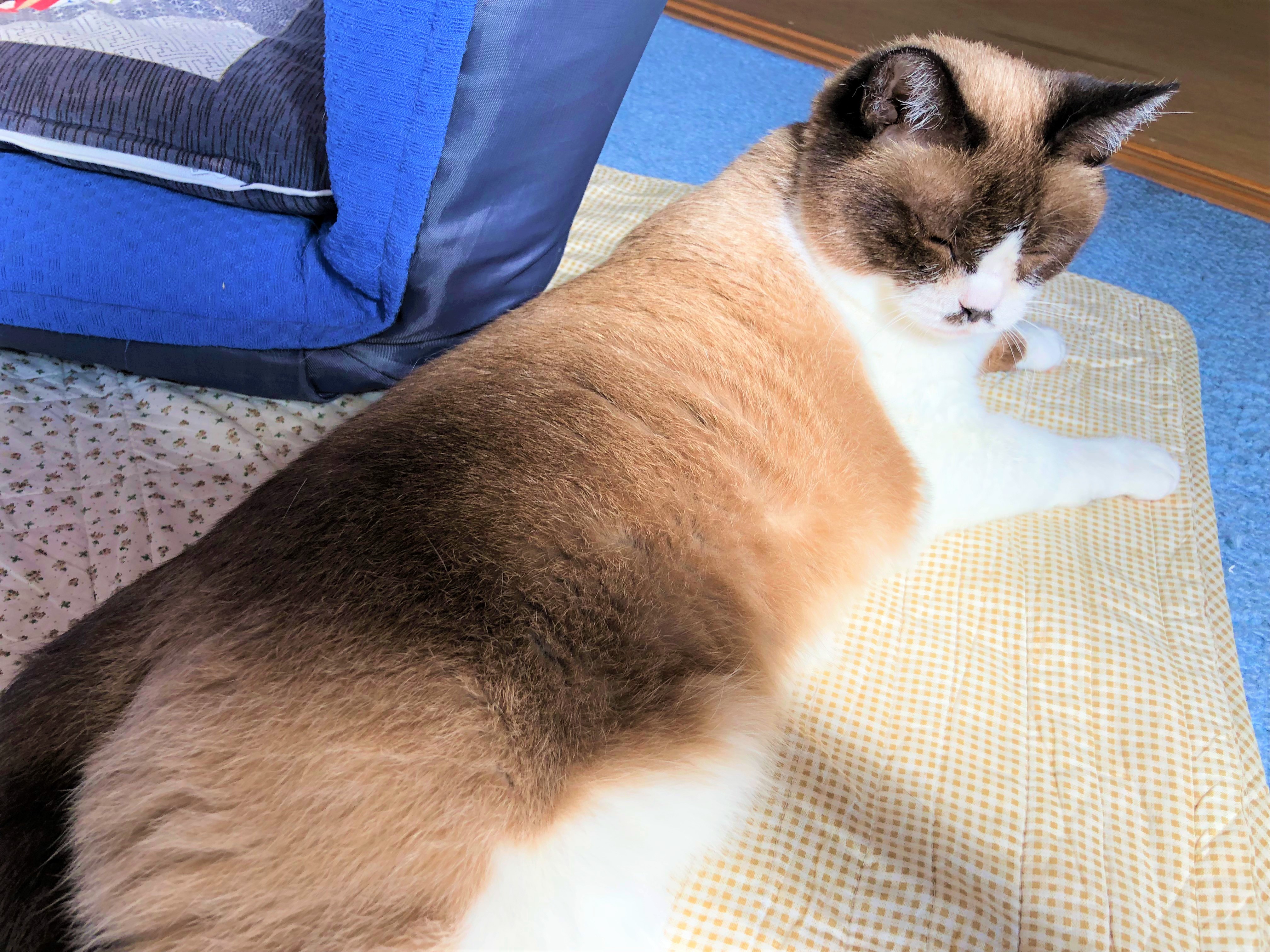 ９月１４日ねこ